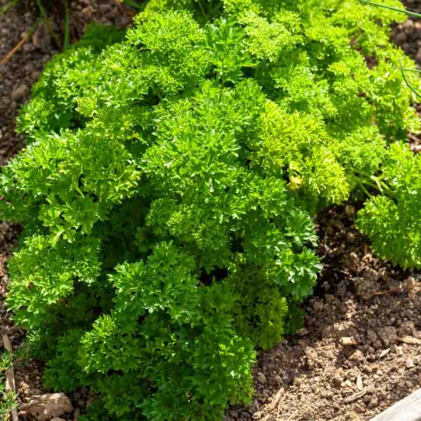 Aromatiques - Persil Frisé Vert Foncé race Alto - face recto